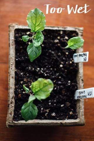 Light green adolescent seedlings tipped with yellow leaves in a cow pot container.