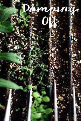 Closeup of green seedlings in a tray filled with potting soil