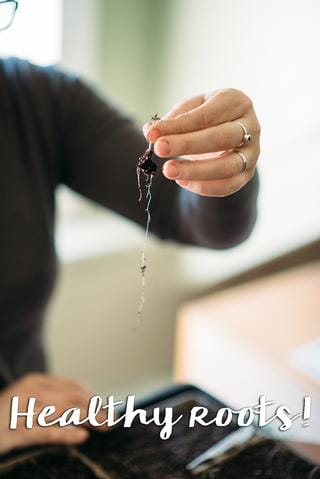 Gardener holding up a seedling with healthy roots