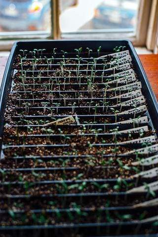 Black tray of freshly sprouted green seedlings 