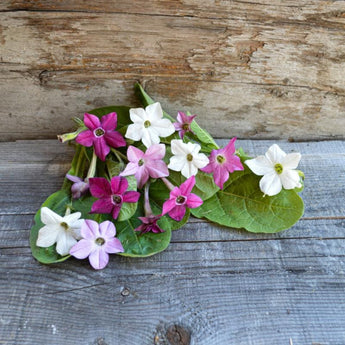 Sensation Mix Nicotiana - Flowers