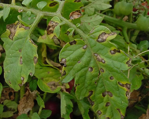 Septoria Leaf Spot