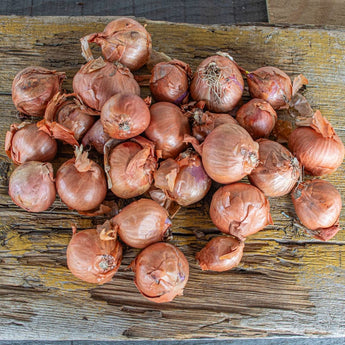 Shallot Sets ’Red Sun’ - Spring