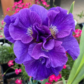 Siberian Iris ’Concord Crush’ - Spring