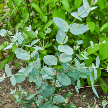 Silver Drop Eucalyptus - Herbs