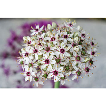 Silver Spring Allium - Fall