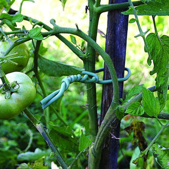 Soft twist ties supporting a green tomato plant stem.