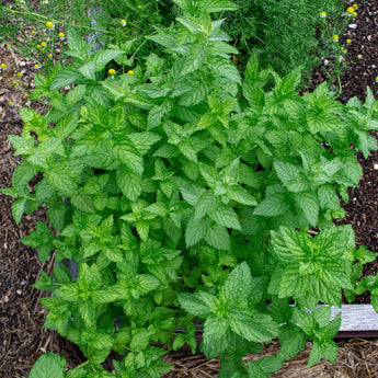 Spearmint - Herbs