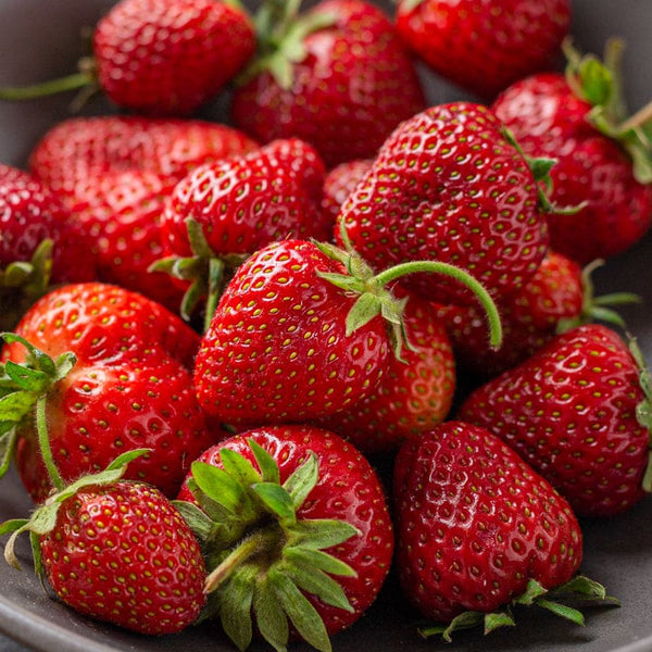 Sparkle Strawberry Plant