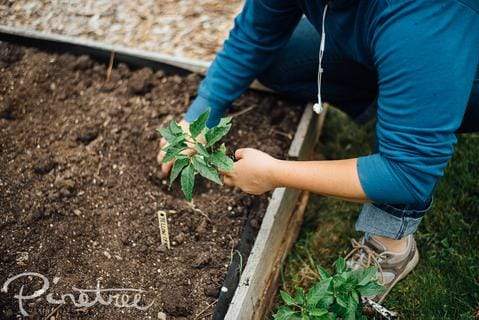 Bigger Harvests with Less Space: Make the Most of Your Garden Succession Planting