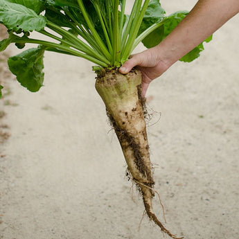 Sugar Beet (100 days) - Vegetables