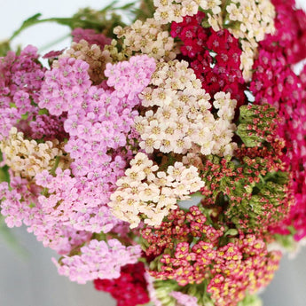 Summer Pastels Yarrow - Flowers