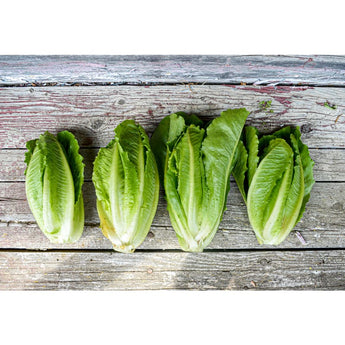 Sunland Lettuce (56 Days) - Vegetables