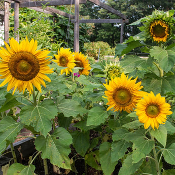 Sunspot Sunflower - Flowers