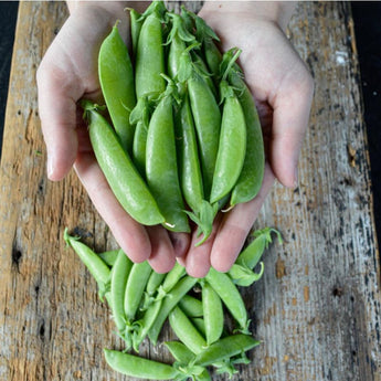 Super Sugar Snap Pea (62 Days) - Vegetables