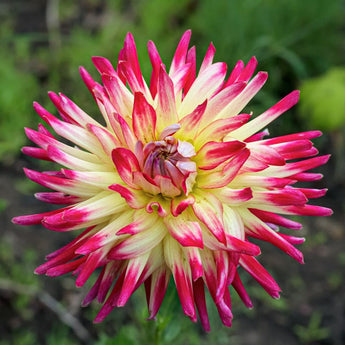 Tahiti Sunrise Dahlia - Spring