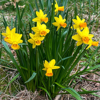 Tête à Tête Narcissus - Fall