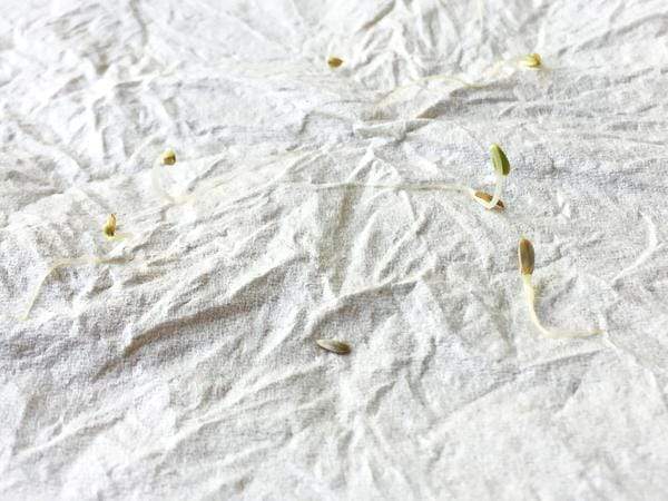 Sprouted Seeds on a napkin