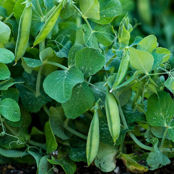 Tom Thumb Pea (Heirloom 50-55 Days) - Vegetables