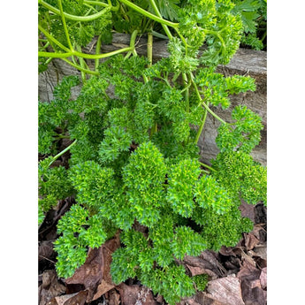 Triple Curled Parsley - Herbs