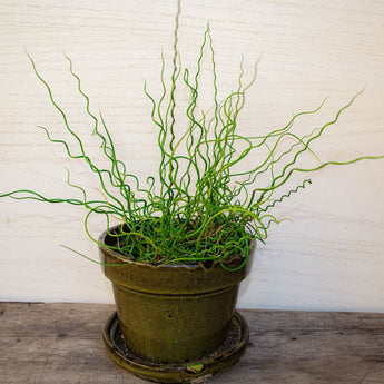 Twister Juncus Grass - Flowers