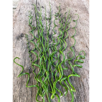 Twister Juncus Grass - Flowers