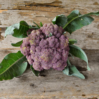 Violetta Italia Cauliflower (Heirloom 62 Days) - Vegetables