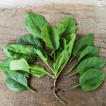 Viroflay Spinach (Heirloom 47 Days) - Vegetables