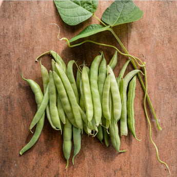 Volunteer Half Runner Bean (60 Days) - Vegetables