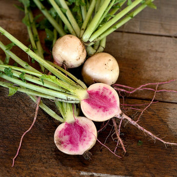 Watermelon Radish (37 Days) - Vegetables