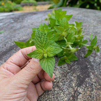 Wild Basil - Herbs