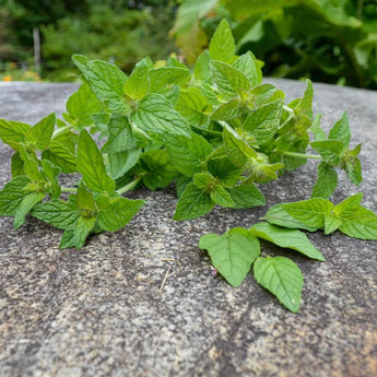 Wild Basil - Herbs