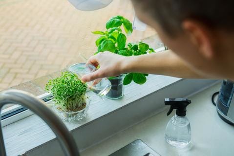 Male gardener watering a windowsill garden.