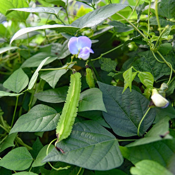 Winged Bean (75 days) - Vegetables