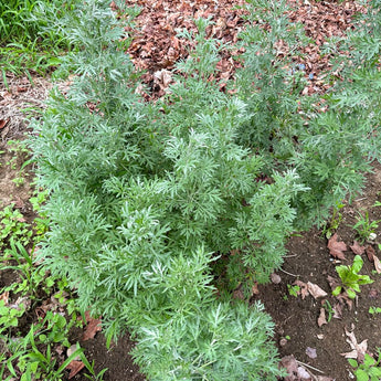 Wormwood - Herbs