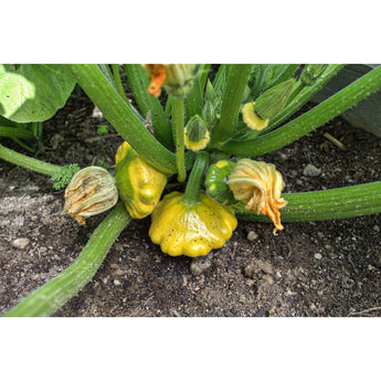 Y-Star Summer Squash (Organic F1 Hybrid 50 Days) - Vegetables