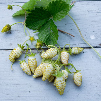 Yellow Strawberry - Vegetables