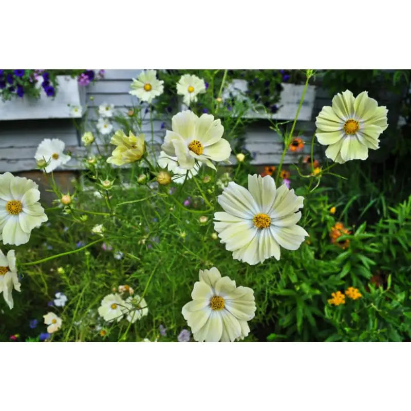 Yellow Cosmos growing in the garden bed