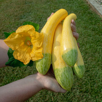 Zephyr Summer Squash (F1 Hybrid 54 Days) Vegetables