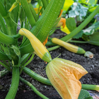 Zephyr Summer Squash (F1 Hybrid 54 Days) Vegetables