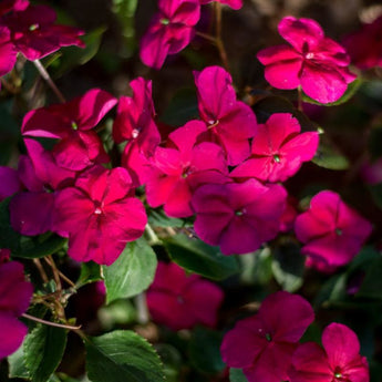 Accent Burgundy Impatiens - Flowers