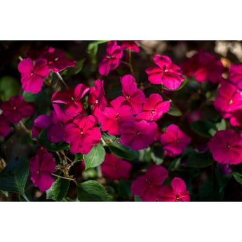 Impatiens - Accent Burgundy - Flowers