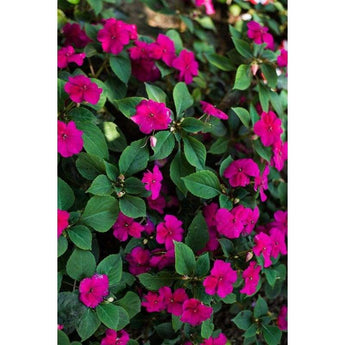 Impatiens - Accent Rose - Flowers