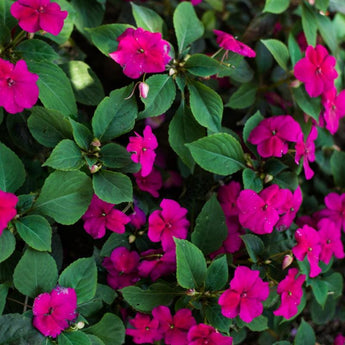 Accent Rose Impatiens - Flowers