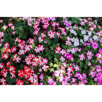 Impatiens - Accent Star Mix - Flowers