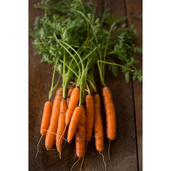 ADELAIDE CARROT (F1 hybrid 65 days) - Vegetables