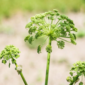 Angelica (Organic) - Herbs