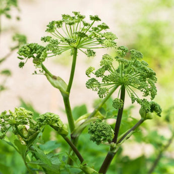 Angelica (Organic) - Herbs