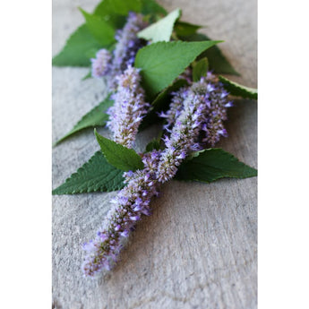 Anise Hyssop - Herbs