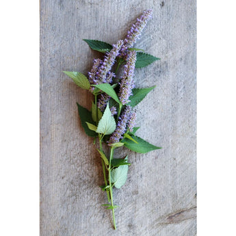 Anise Hyssop - Herbs